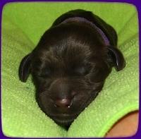 AH pups newborn 12