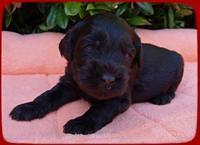 AH pups 3 wks old 27
