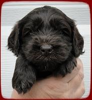 AH pups 4 wks old 23