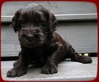 AH pups 4 wks old 26