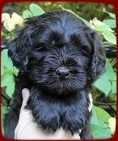 AH pups 5 wks old 5