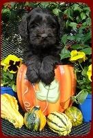 AH pups 6 wks old 23