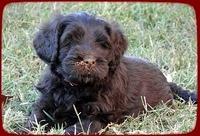 AH pups 6 wks old 54