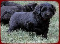 AH pups 6 wks old 66