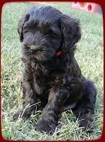 AH pups 6 wks old 71