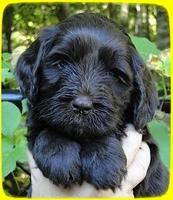 AH pups 5 wks old 37