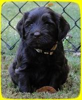 AH pups 5 wks old 38