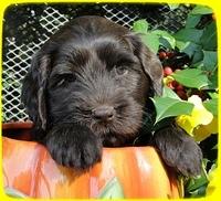 AH pups 6 wks old 20