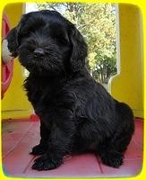 AH pups 7 wks old 13