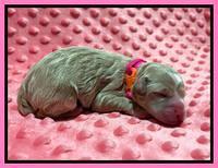 Ashby Bently Newborn 21