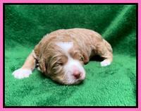 Ashby Bently pups 2 wks old 11