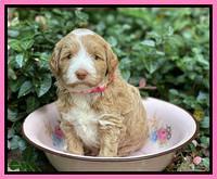 Ashby Bently pups 4 wks old 11