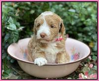 Ashby Bently pups 4 wks old 41