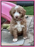 Ashby Bently pups 6 wks old 31