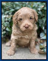 Ashby Bently pups 4 wks old 91