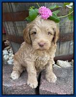 Ashby Bently pups 5 wks old 71