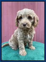 Ashby Bently pups 7 wks old 101