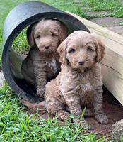 Ashby Bently pups 6 wks old 201