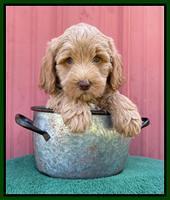 Ashby Bently pups 7 wks old 151