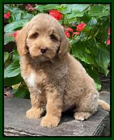 Ashby Bently pups 8 wks old 592