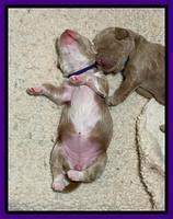 Ashby Bently pups 1 wk old 1122