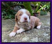 Ashby Bently pups 3 wks old 131