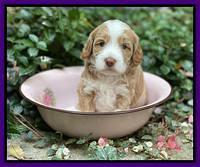 Ashby Bently pups 4 wks old 151