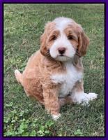 Ashby Bently pups 8 wks old 11