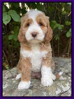 Ashby Bently pups 8 wks old 31