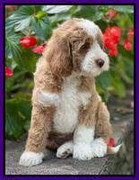 Ashby Bently pups 8 wks old 71