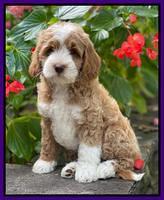 Ashby Bently pups 8 wks old 81