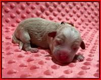 Ashby Bently Newborn 101