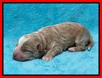 Ashby Bently pups 1 wk old 121