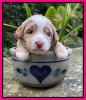 Ashby Bently pups 3 wks old 181