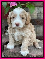 Ashby Bently pups 5 wks old 231