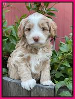Ashby Bently pups 5 wks old 251