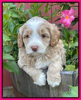 Ashby Bently pups 5 wks old 261