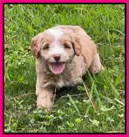 Ashby Bently pups 6 wks old 201