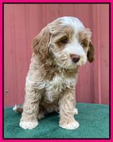 Ashby Bently pups 7 wks old 251