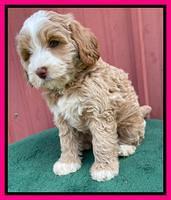 Ashby Bently pups 7 wks old 261