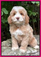 Ashby Bently pups 8 wks old 5100