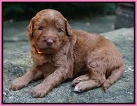 Ashby Grover pups 3 wks old 31