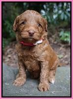 Ashby Grover pups 4 wks old 11
