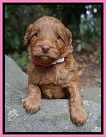Ashby Grover pups 4 wks old 31