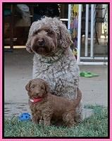 Ashby Grover pups 5 wks old 51