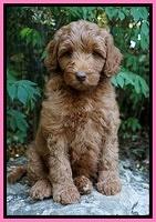 Ashby Grover pups 8 wks old 21
