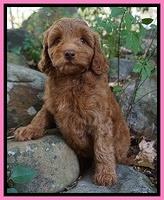 Ashby Grover pups 8 wks old 41