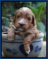 Ashby Grover pups 3 wks old 61
