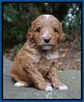 Ashby Grover pups 4 wks old 51