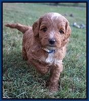 Ashby Grover pups 5 wks old 61